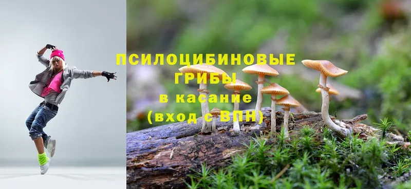 Галлюциногенные грибы Psilocybe  Катайск 